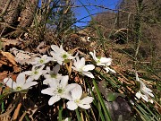 31 Anemoides nemorosa (Anemone dei boschi) alla Ca' Fenii